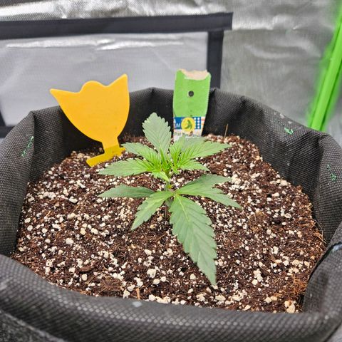 Lauterbud growlog timeline photo