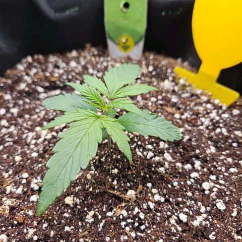 Kretschmer Kush growlog timeline photo