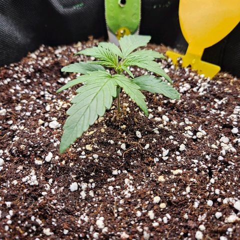 Kretschmer Kush growlog timeline photo