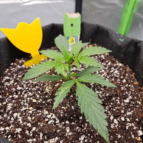 Lauterbud growlog timeline photo