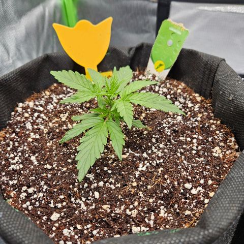 Wurth Widow growlog timeline photo