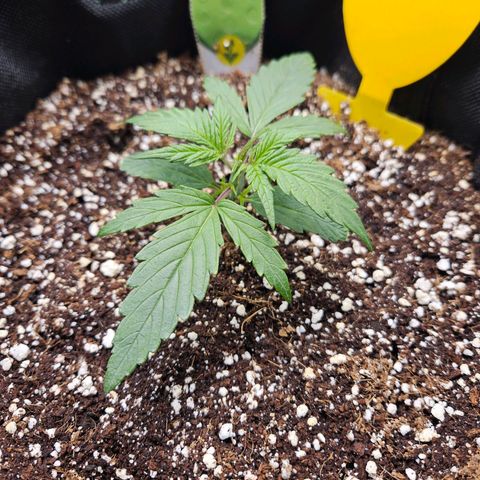 Kretschmer Kush growlog timeline photo