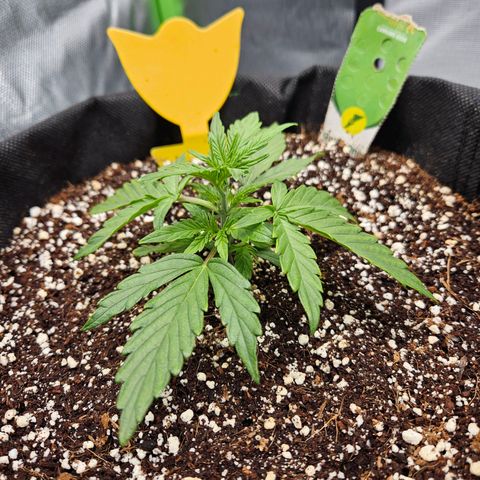 Wurth Widow growlog timeline photo