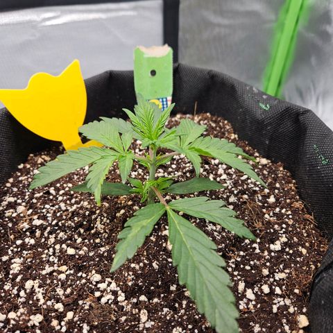Lauterbud growlog timeline photo
