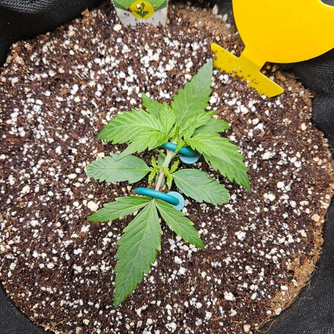 Kretschmer Kush growlog timeline photo