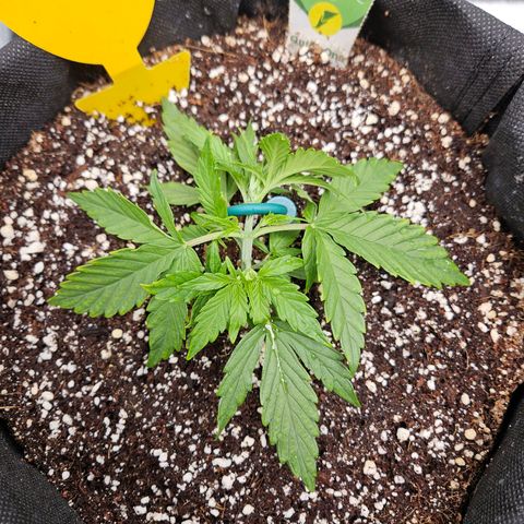 Wurth Widow growlog timeline photo