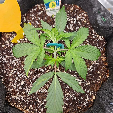 Lauterbud growlog timeline photo