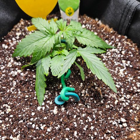 Kretschmer Kush growlog timeline photo
