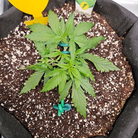 Wurth Widow growlog timeline photo