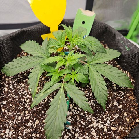 Lauterbud growlog timeline photo
