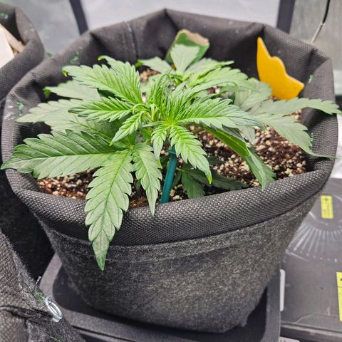 Lauterbud growlog timeline photo