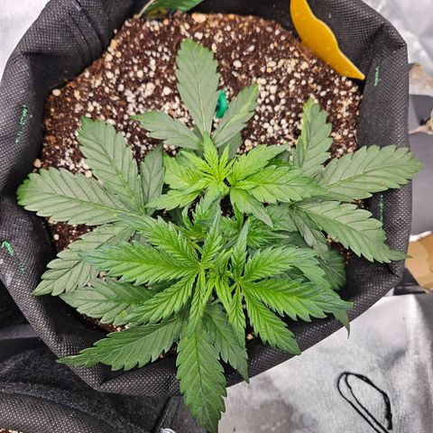 Lauterbud growlog timeline photo
