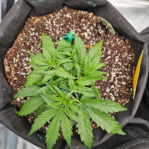Wurth Widow growlog timeline photo