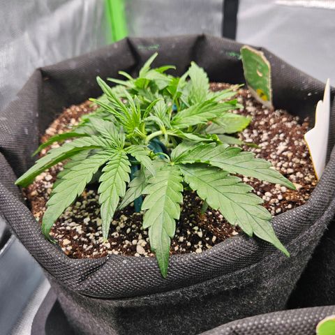 Wurth Widow growlog timeline photo