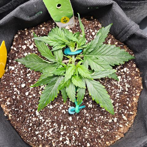 Kretschmer Kush growlog timeline photo