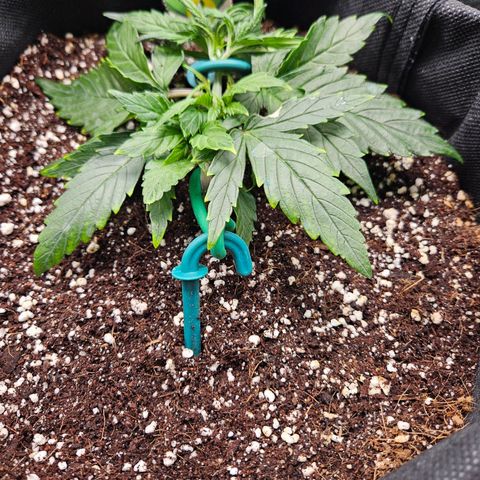 Kretschmer Kush growlog timeline photo