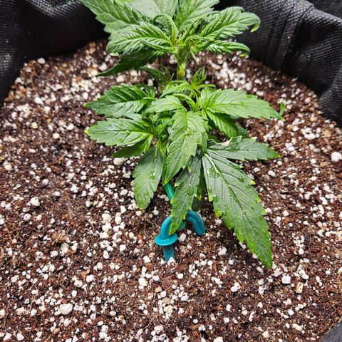 Kretschmer Kush growlog timeline photo