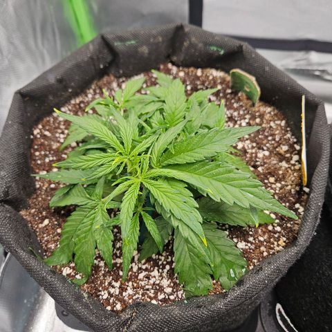 Wurth Widow growlog timeline photo