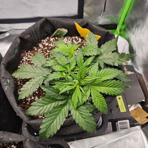 Lauterbud growlog timeline photo