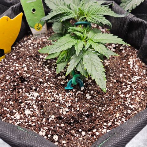 Kretschmer Kush growlog timeline photo