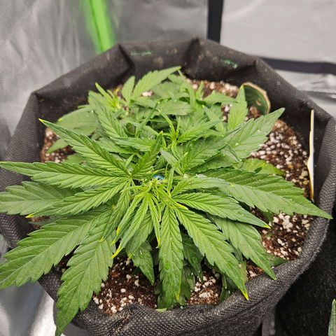 Wurth Widow growlog timeline photo