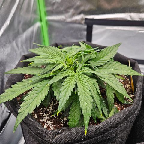 Wurth Widow growlog timeline photo