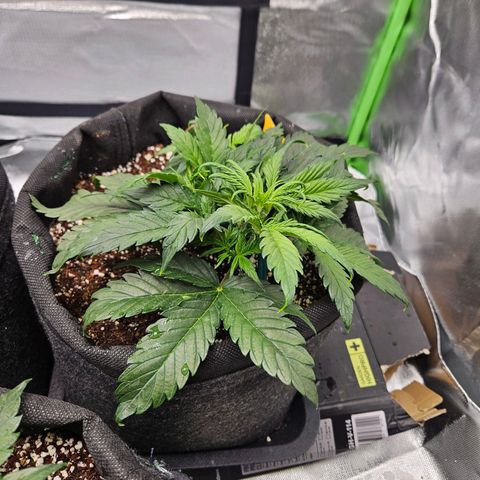 Lauterbud growlog timeline photo