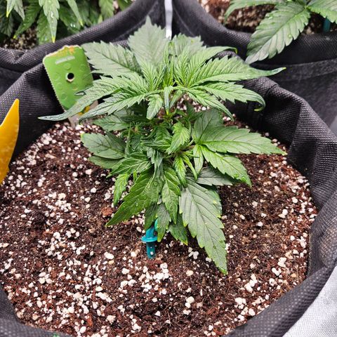 Kretschmer Kush growlog timeline photo