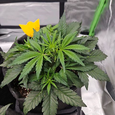 Lauterbud growlog timeline photo