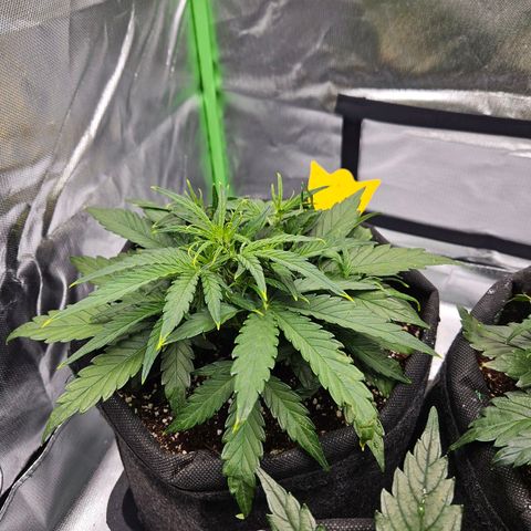 Wurth Widow growlog timeline photo