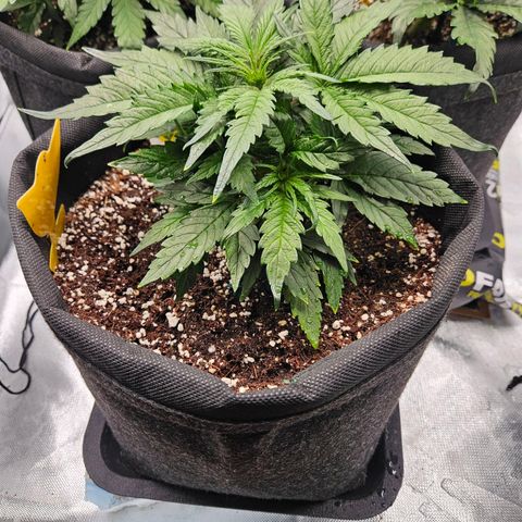 Kretschmer Kush growlog timeline photo