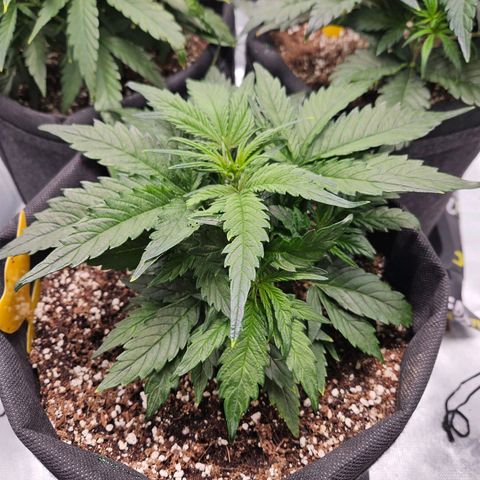 Kretschmer Kush growlog timeline photo