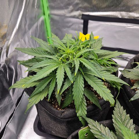 Wurth Widow growlog timeline photo