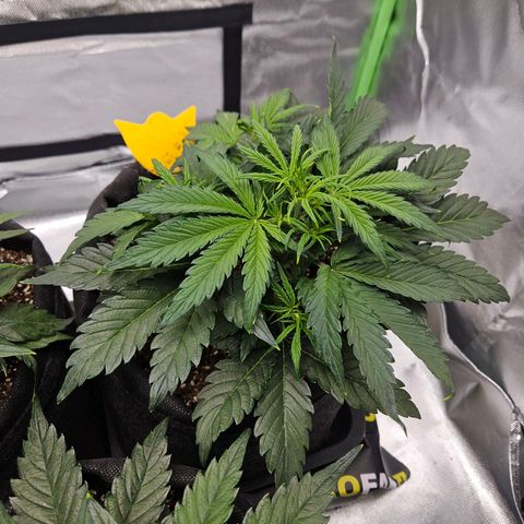 Lauterbud growlog timeline photo