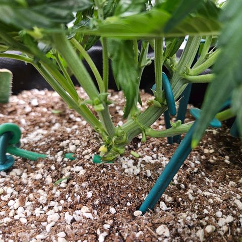 Wurth Widow growlog timeline photo
