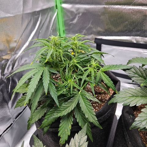 Wurth Widow growlog timeline photo