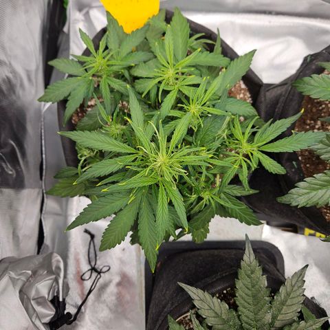 Wurth Widow growlog timeline photo