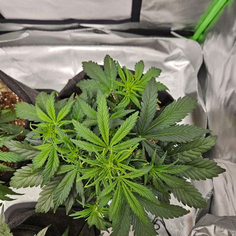 Lauterbud growlog timeline photo