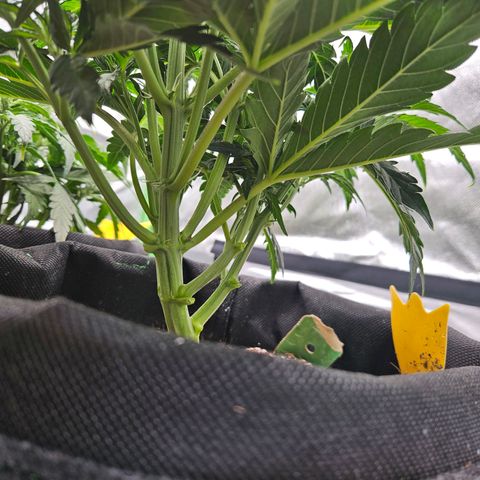Lauterbud growlog timeline photo