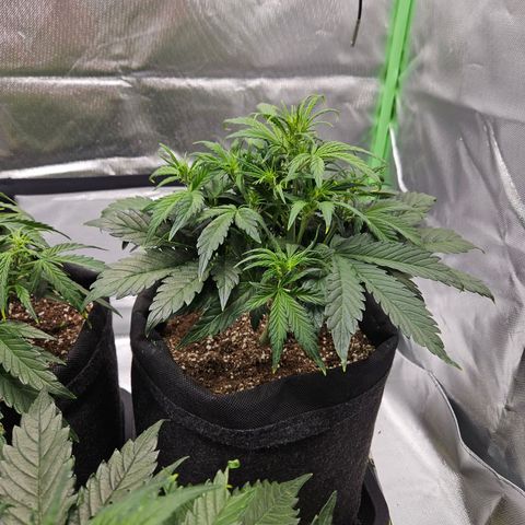 Lauterbud growlog timeline photo