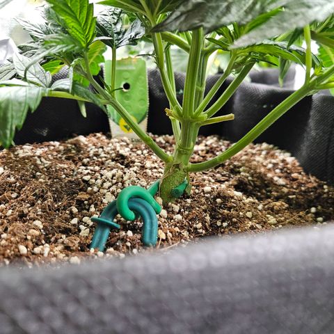 Kretschmer Kush growlog timeline photo