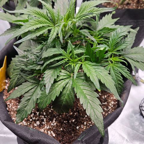 Kretschmer Kush growlog timeline photo