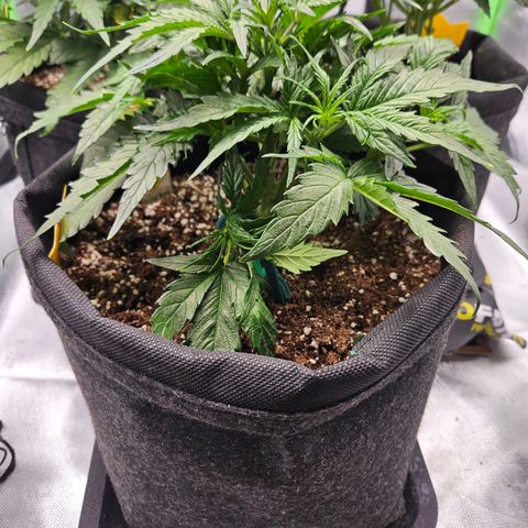 Kretschmer Kush growlog timeline photo