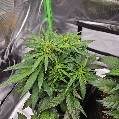 Wurth Widow growlog timeline photo