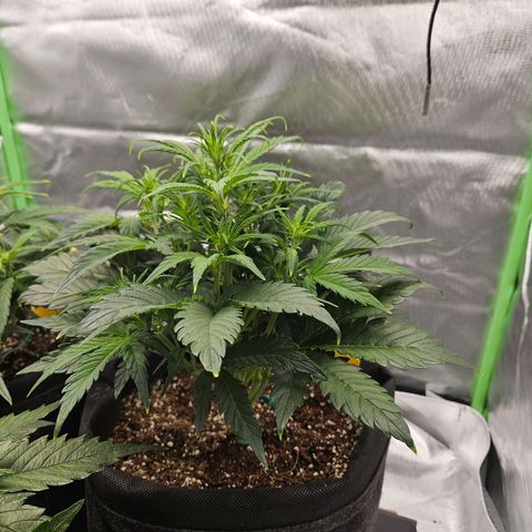 Lauterbud growlog timeline photo