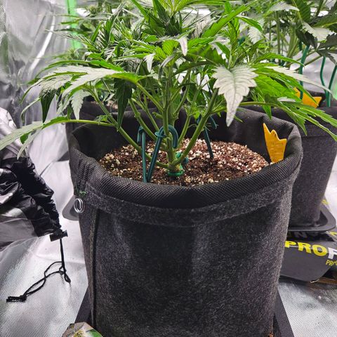 Kretschmer Kush growlog timeline photo