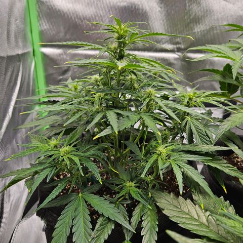 Wurth Widow growlog timeline photo