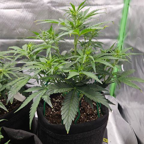 Lauterbud growlog timeline photo