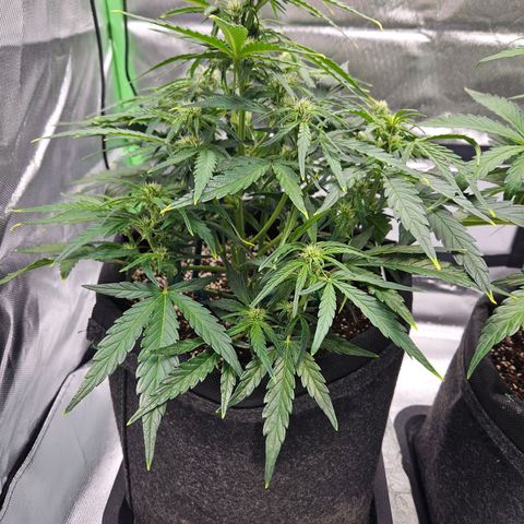 Wurth Widow growlog timeline photo