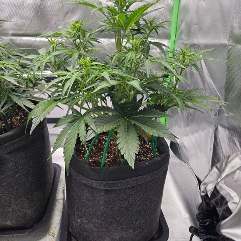 Lauterbud growlog timeline photo
